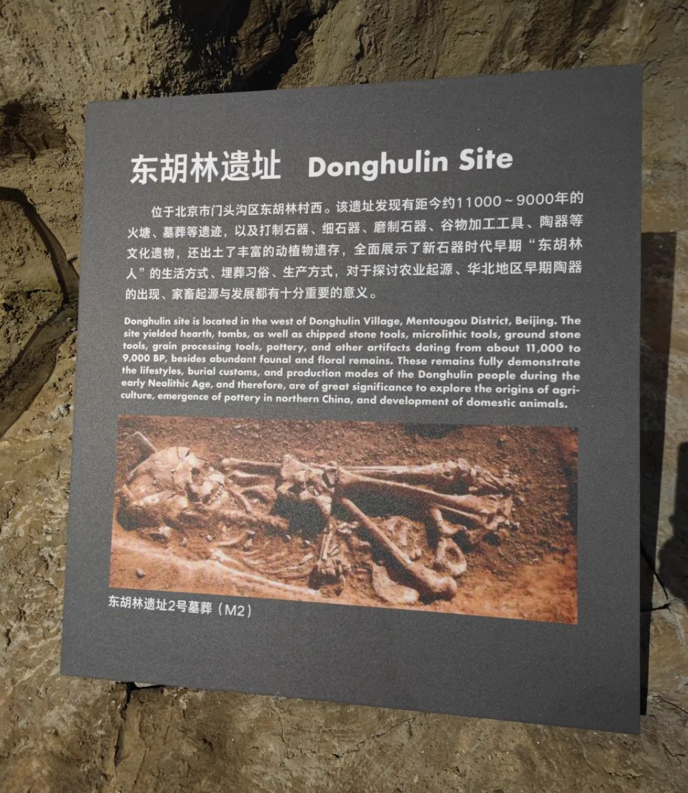 文明溯源：中国考古博物馆文物上新系列报道（4）——北京东胡林遗址-中国